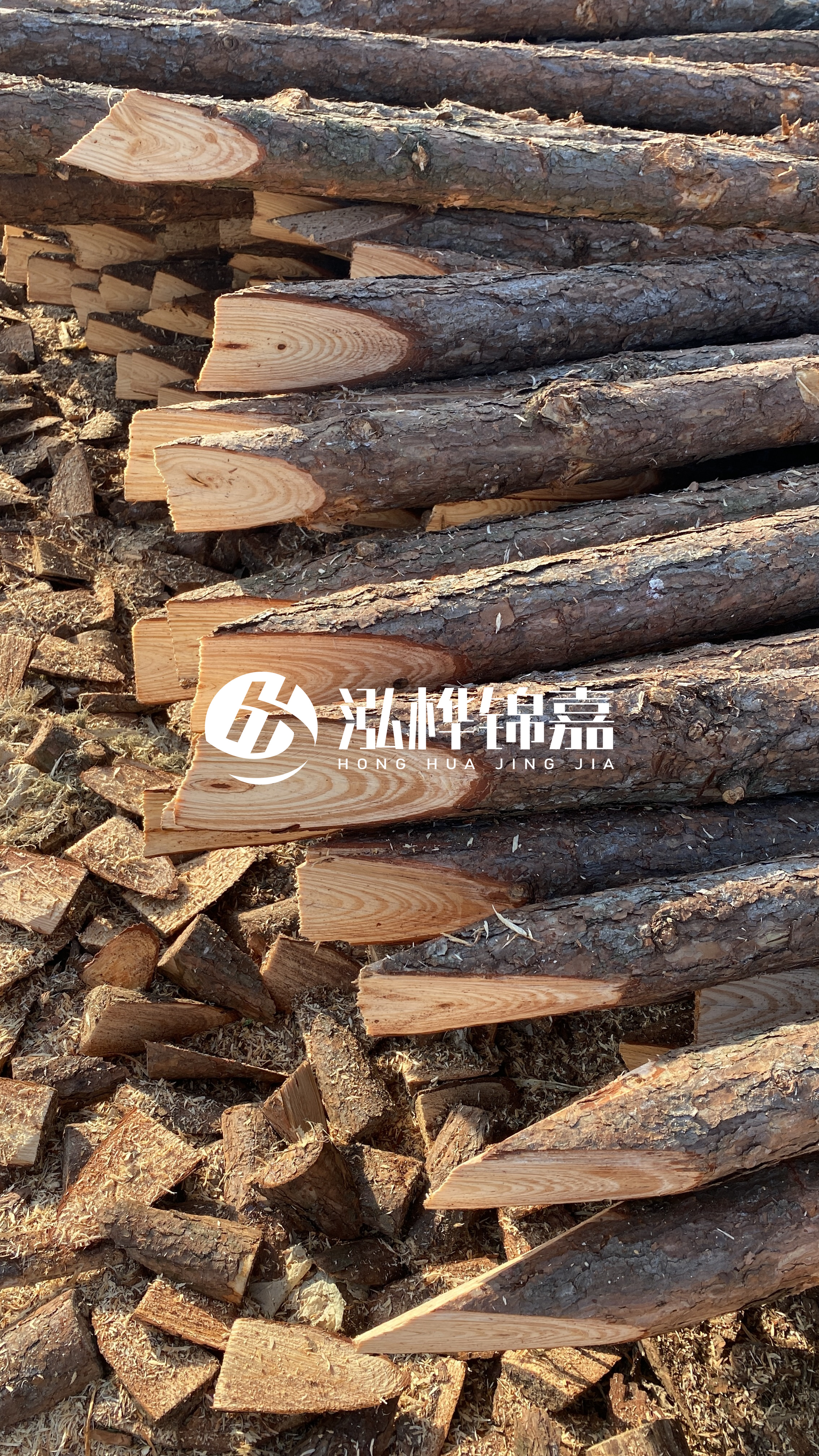松木樁怎么分辨好壞？學(xué)會(huì)這幾招，輕松分辨松木樁好壞不踩雷！